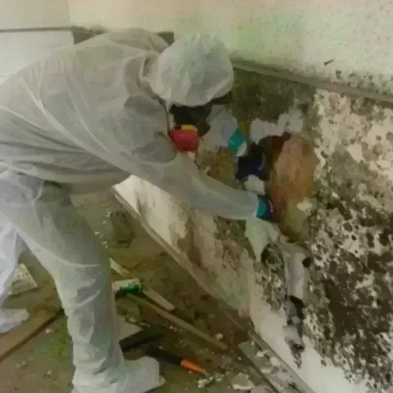 Mold Remediation and Removal in Mount Hope, WV